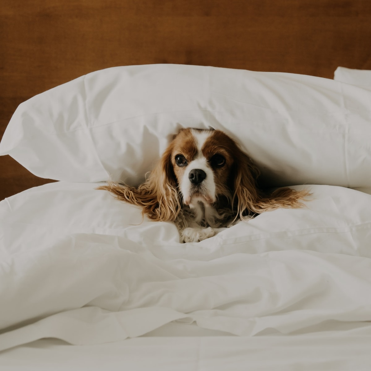 Dog in bed at Château Versailles.
