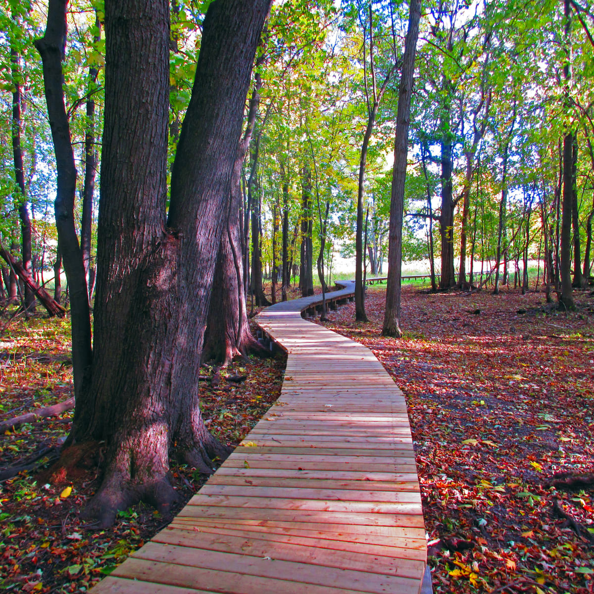 Ville de Châteauguay - Passerelle érablière RFMY.