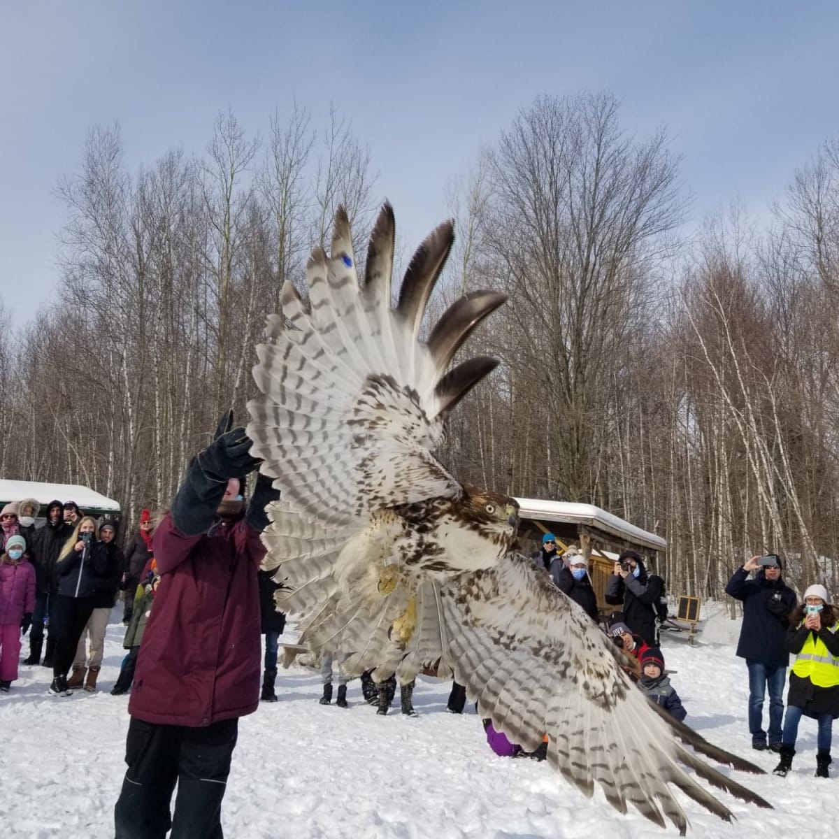 Bird flying at Chouette à voir in winter.