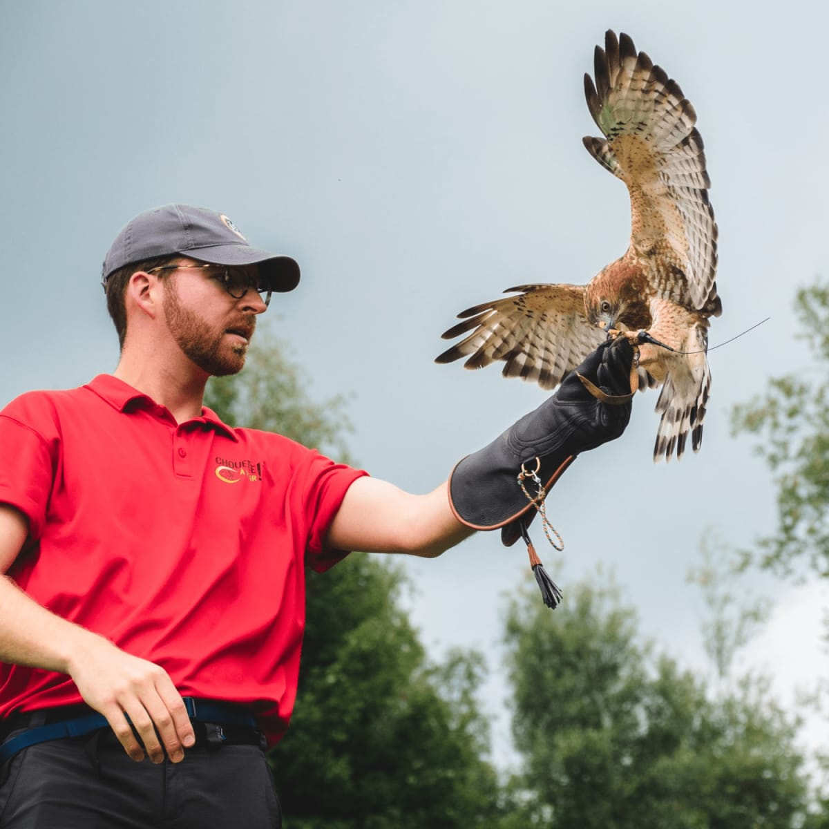 An owl landing on a man's arm.