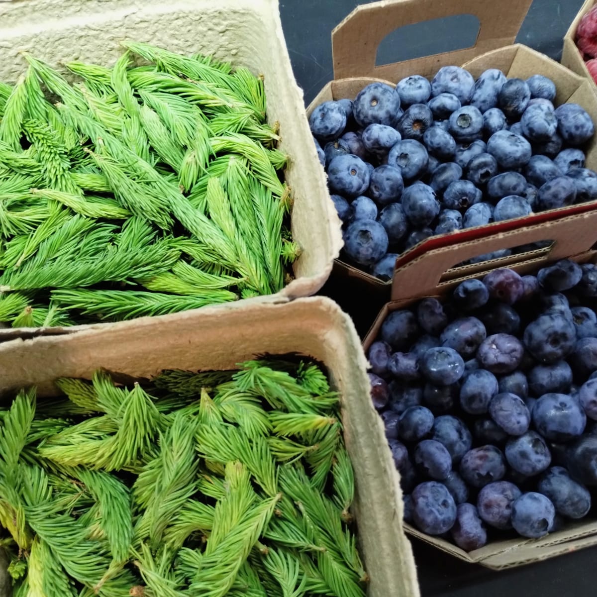 Boreal cuisine in Quebec: spruce shoots and blueberries