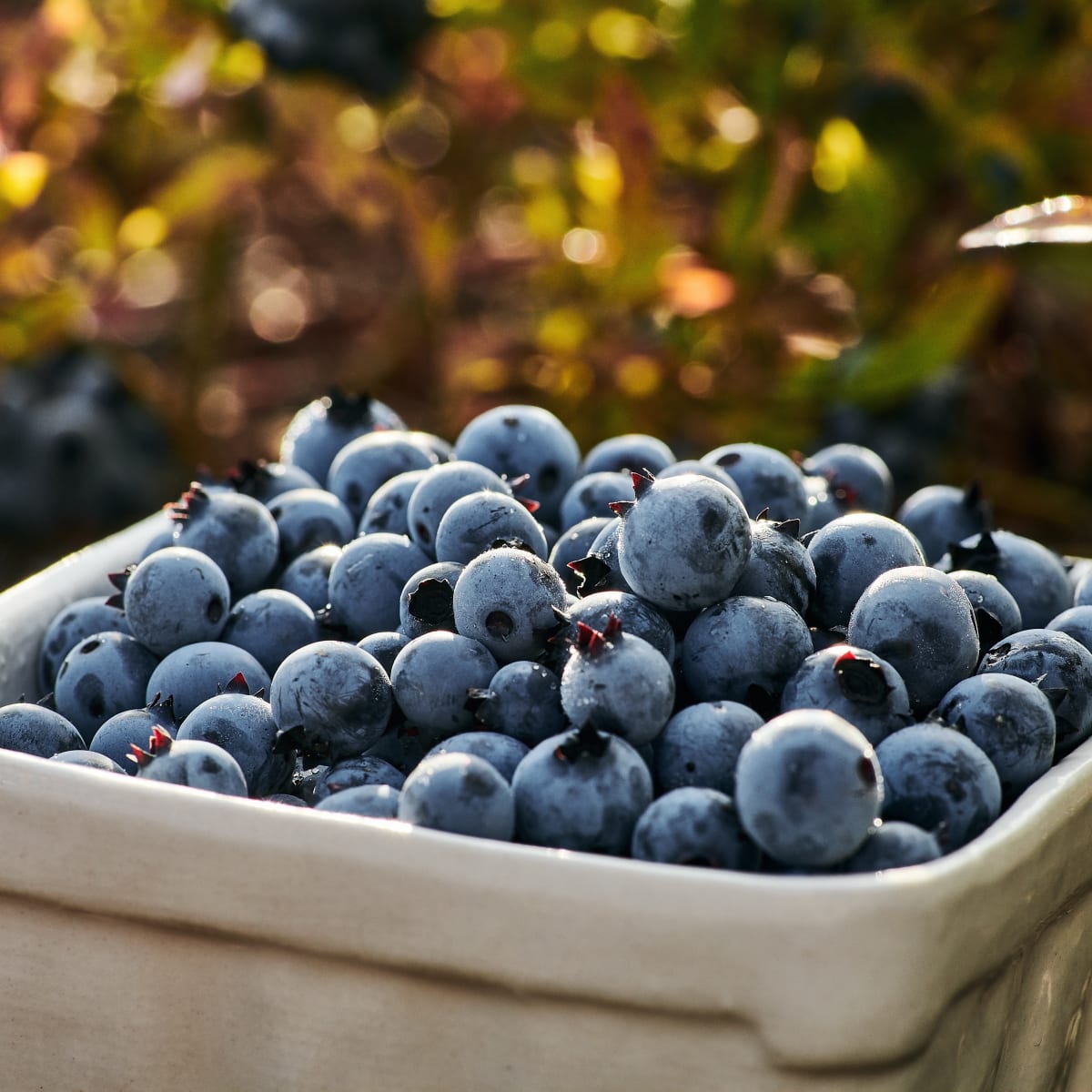 Délices du Lac-Saint-Jean - Blueberries