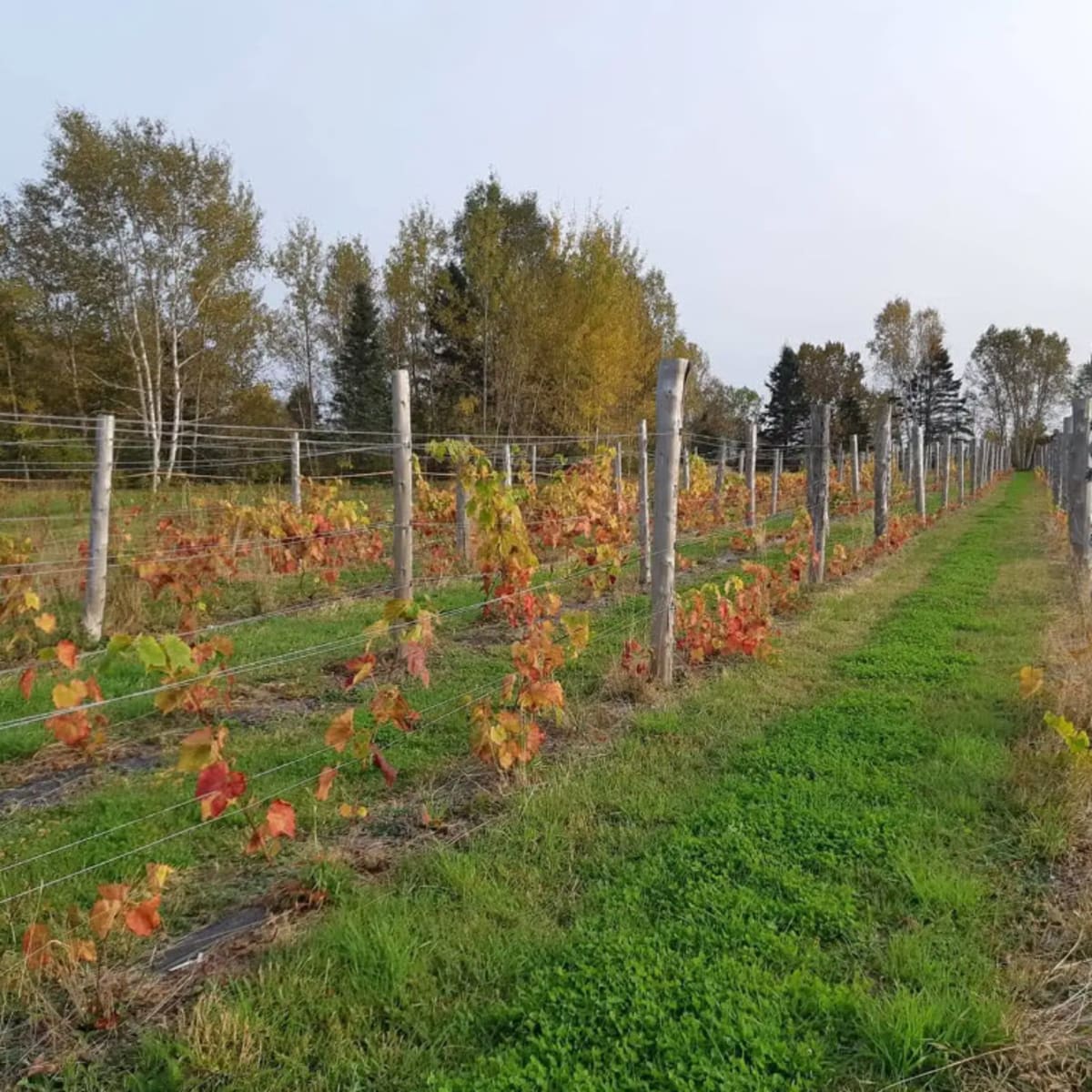 Domaine Côte du Nord Inc.