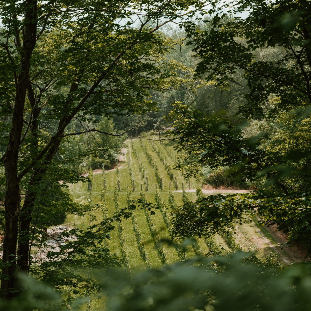 Vignoble le Domaine des 3 Moulins