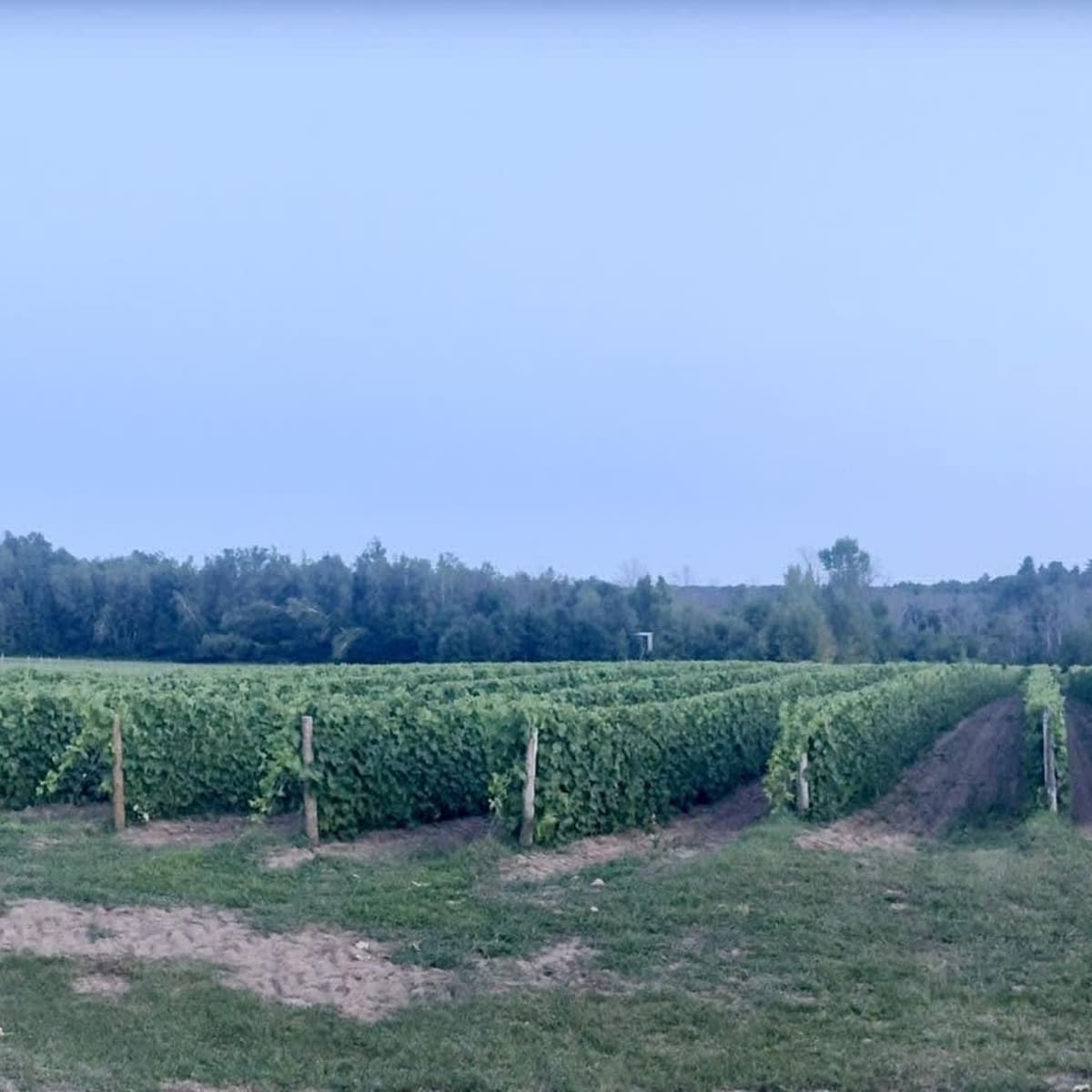 Vignoble du Domaine des Salamandres en Montérégie.