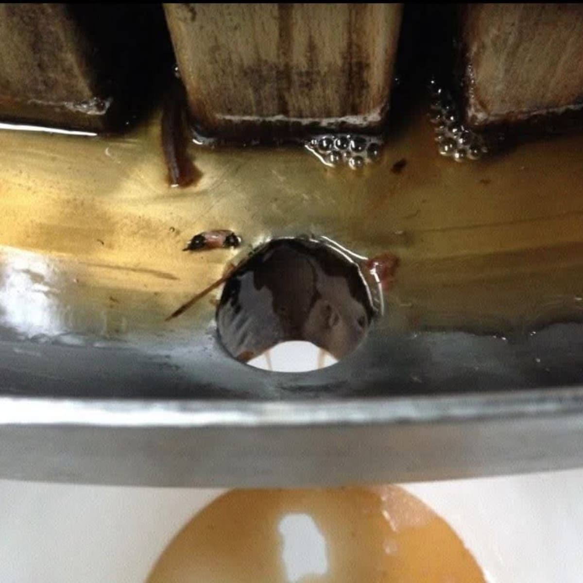 Pressoir qui extrait le jus des fruits au Domaine des Salamandres en Montérégie.