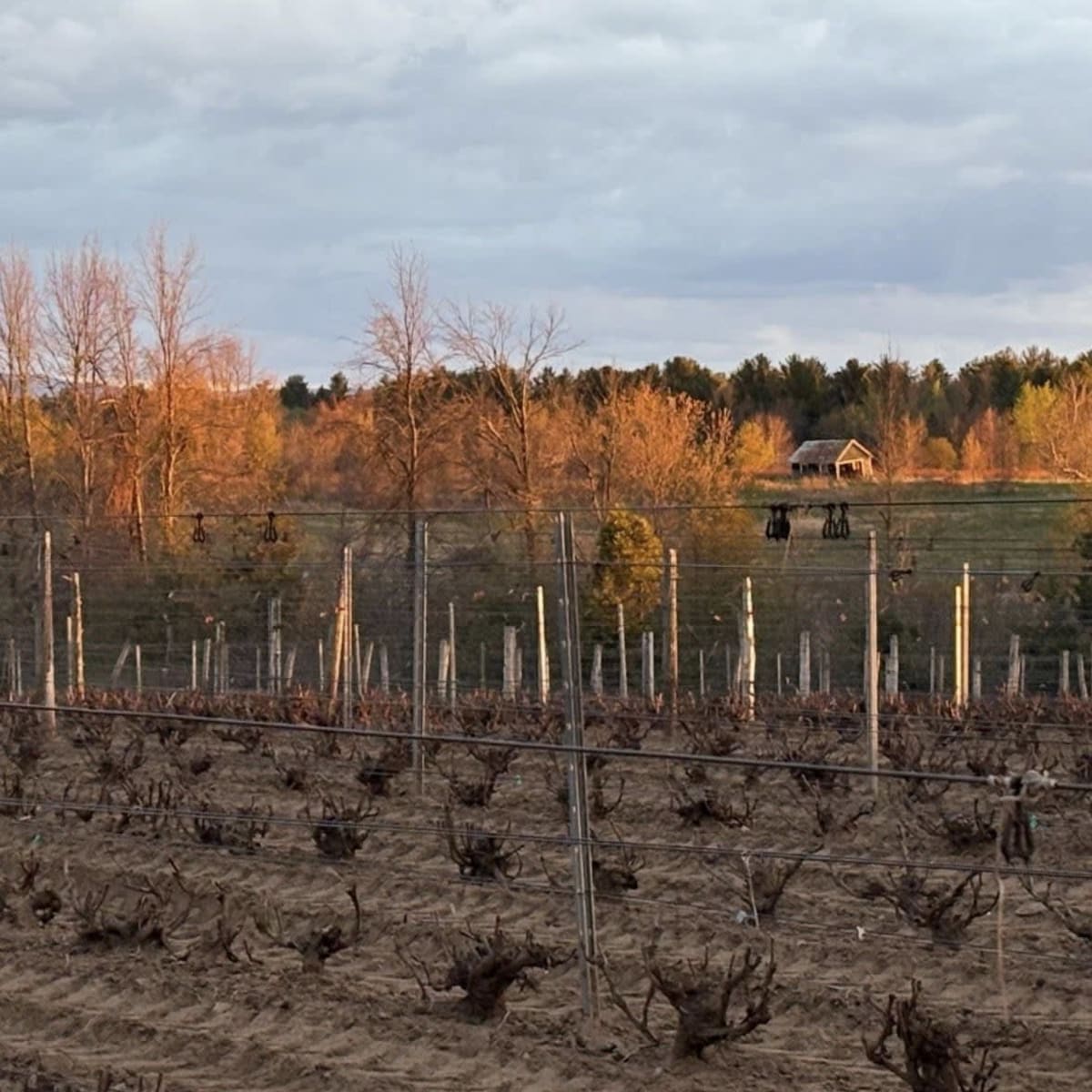 Coucher de soleil sur une vigne du Domaine des Salamandres en Montérégie.