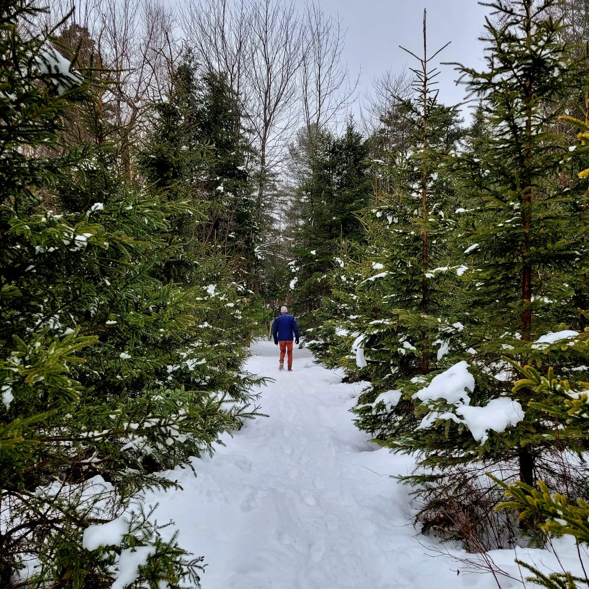 Snow-covered path lined with coniferous trees.