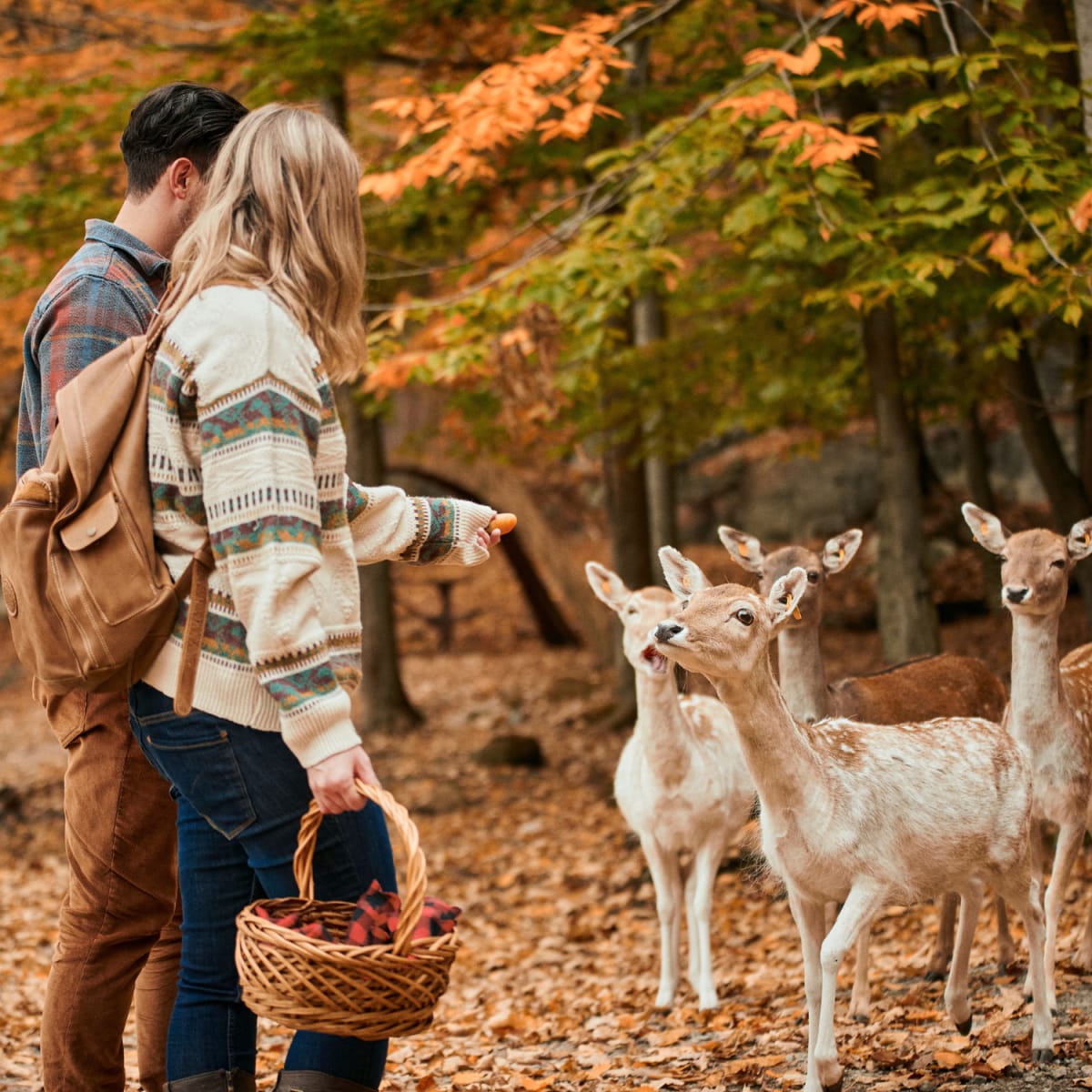 A couple feeding young fawns at Parc Omega. 