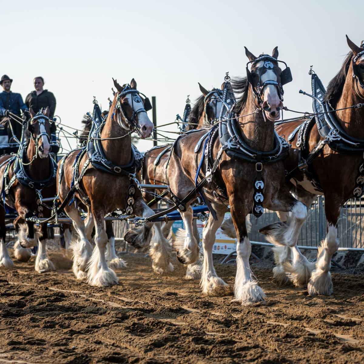 Course de chevaux à l'expo agricole Saint-Hyacinthe.