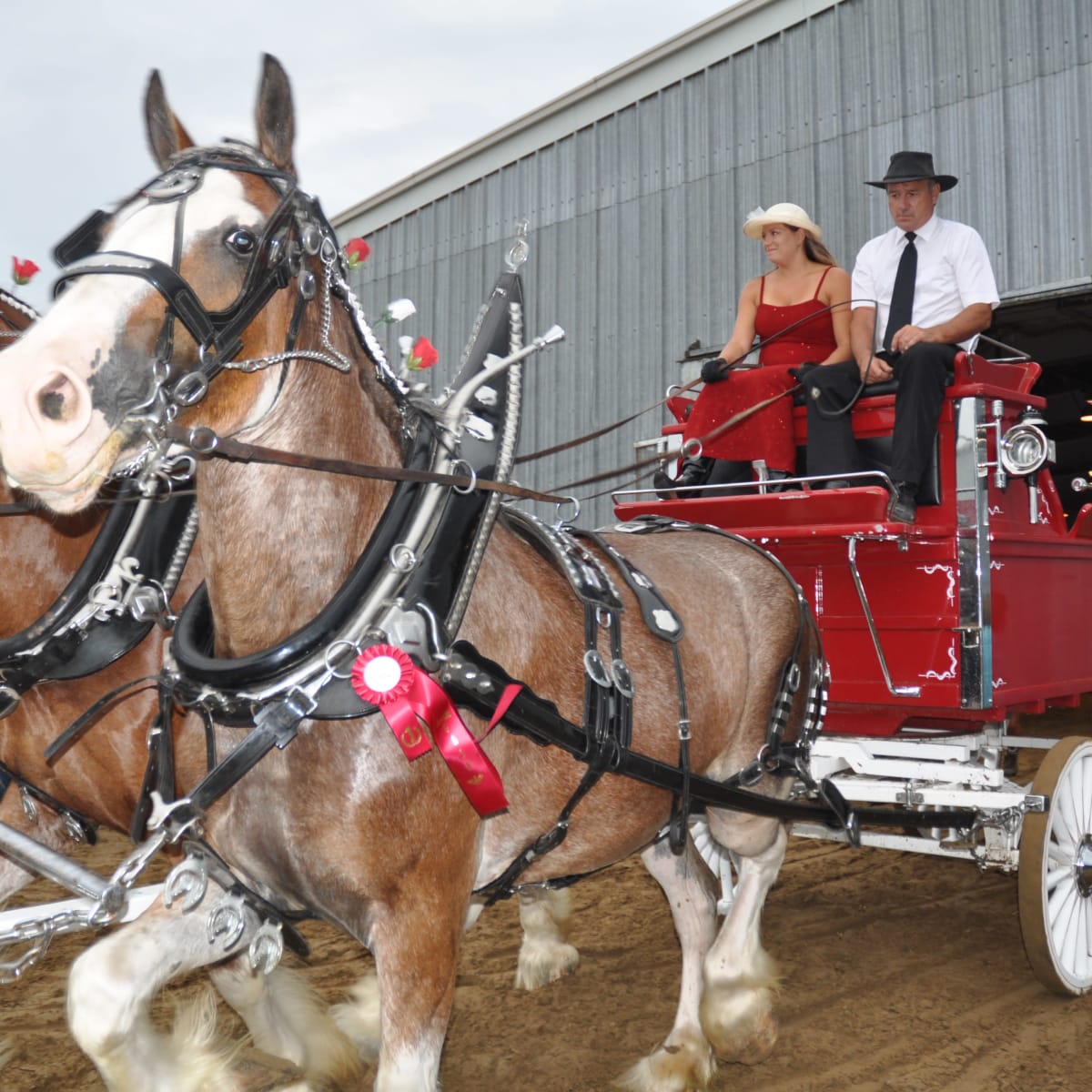 Horses - Expo Shawville Fair.