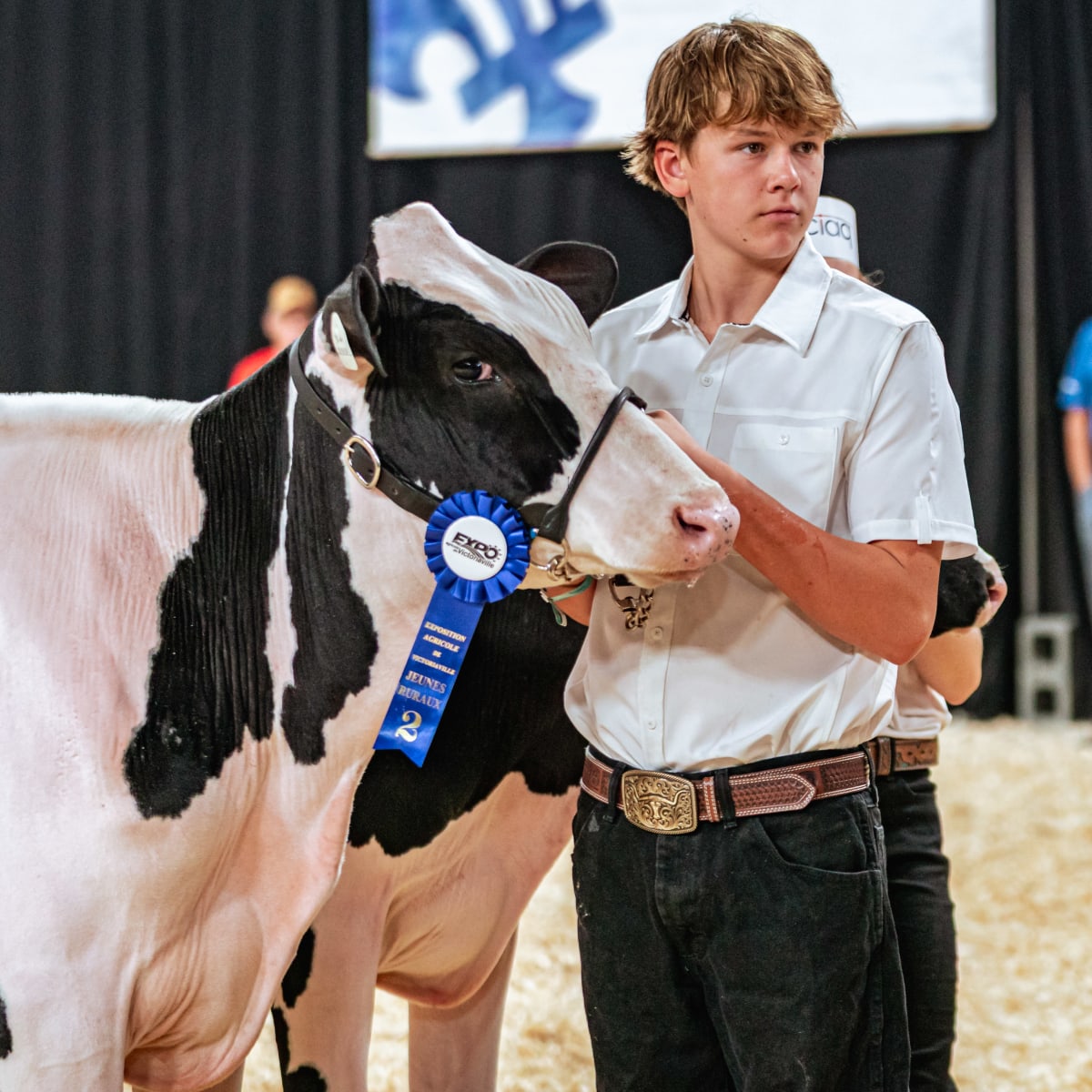 Cow at Exposition agricole de Victoriaville.