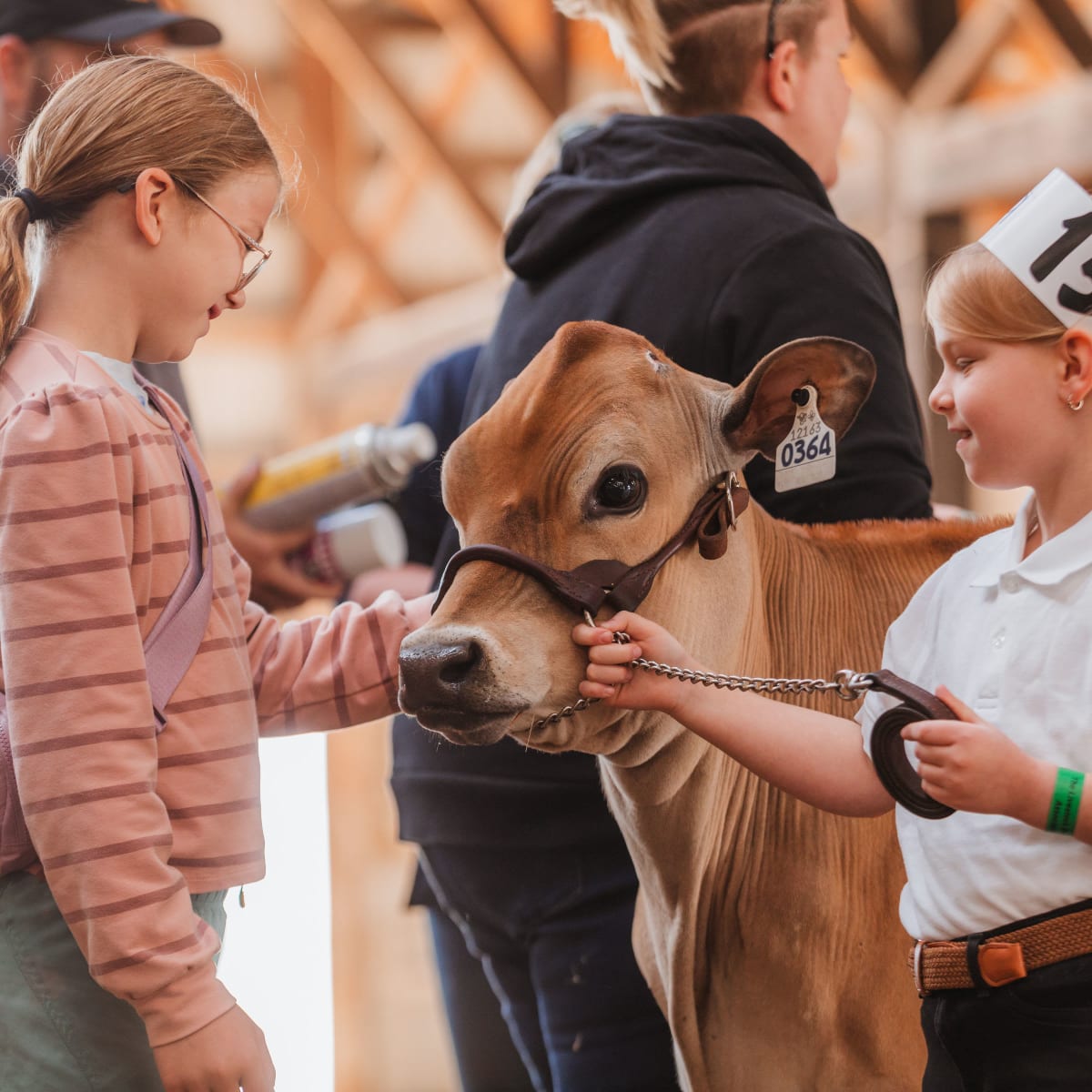 Two little girls standing next to a calf.