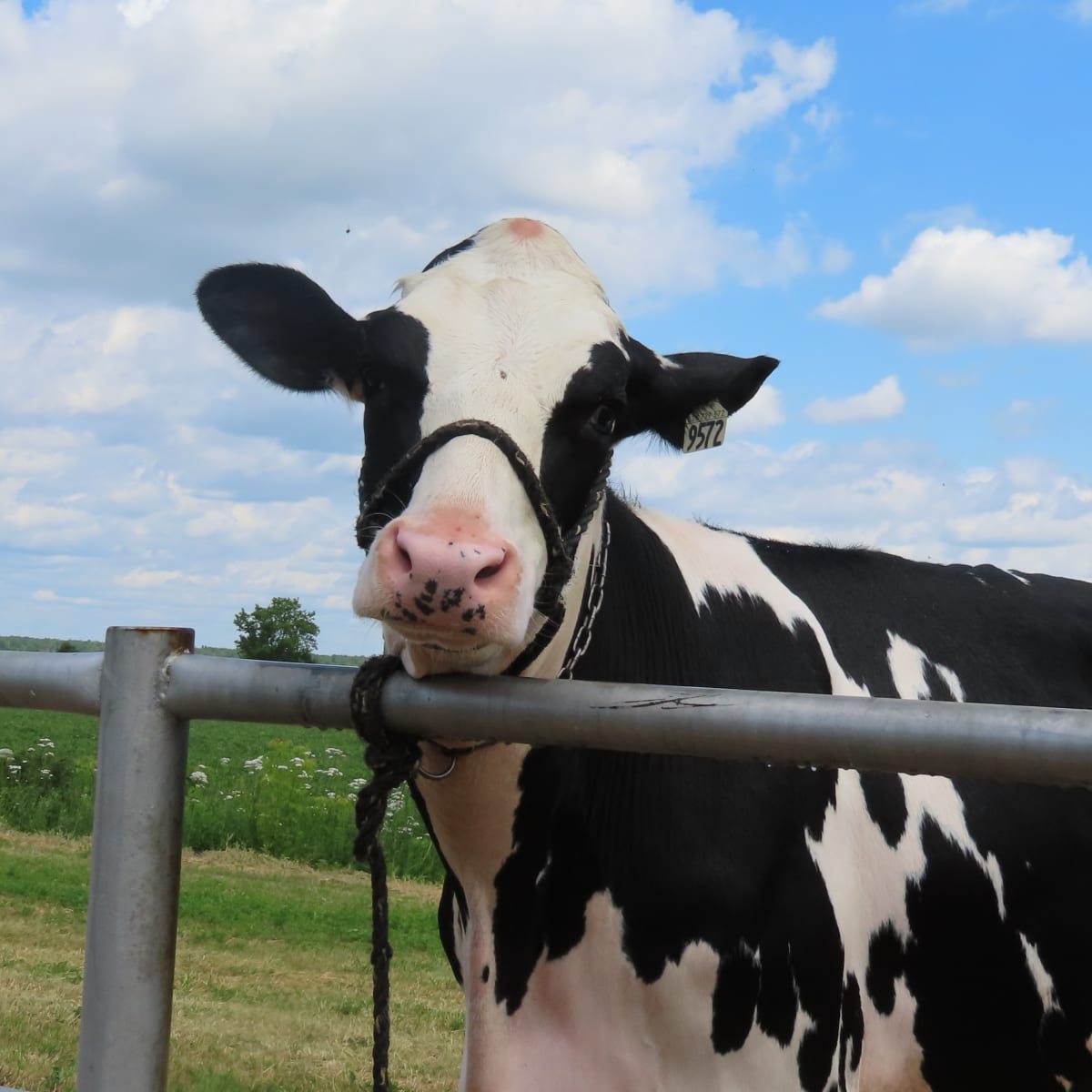 Cow in the field.