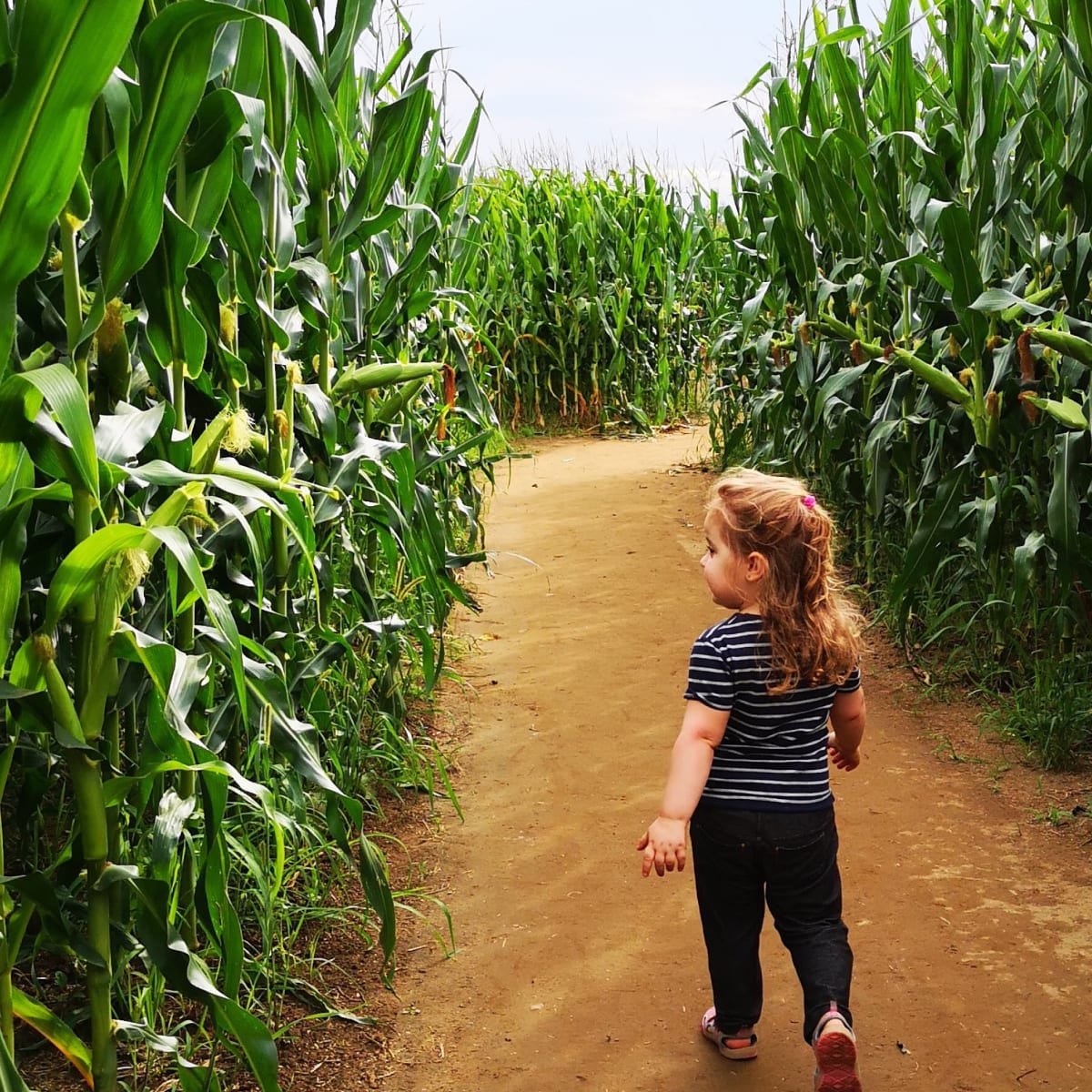A little girl in the corn maze at Ferme Guy Rivest