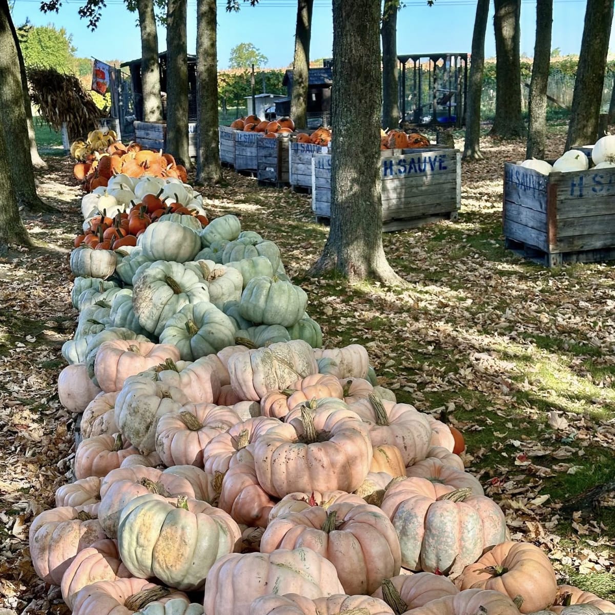 Pumpkins at Ferme Hubert Sauvé.