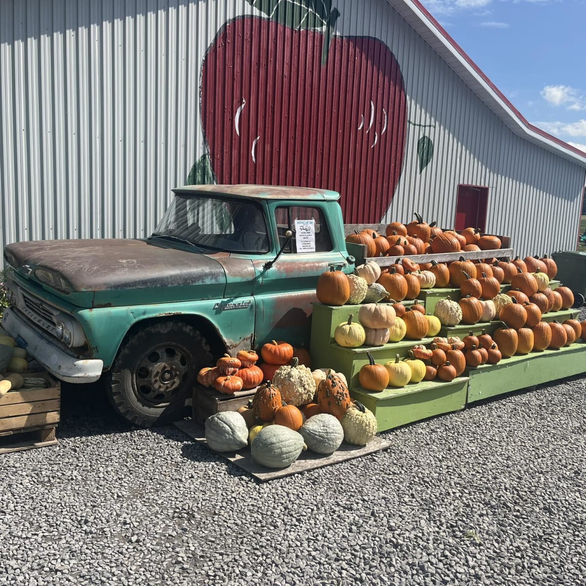Citrouilles à la Ferme Laval Gagnon.