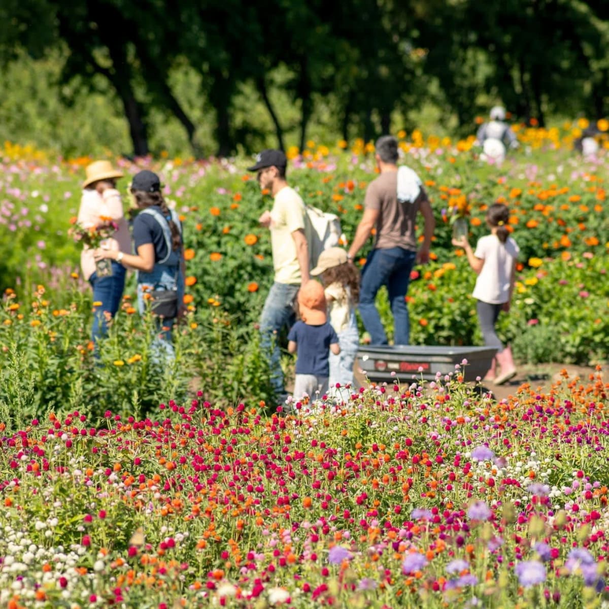 Autocueillette de fleurs en famille.
