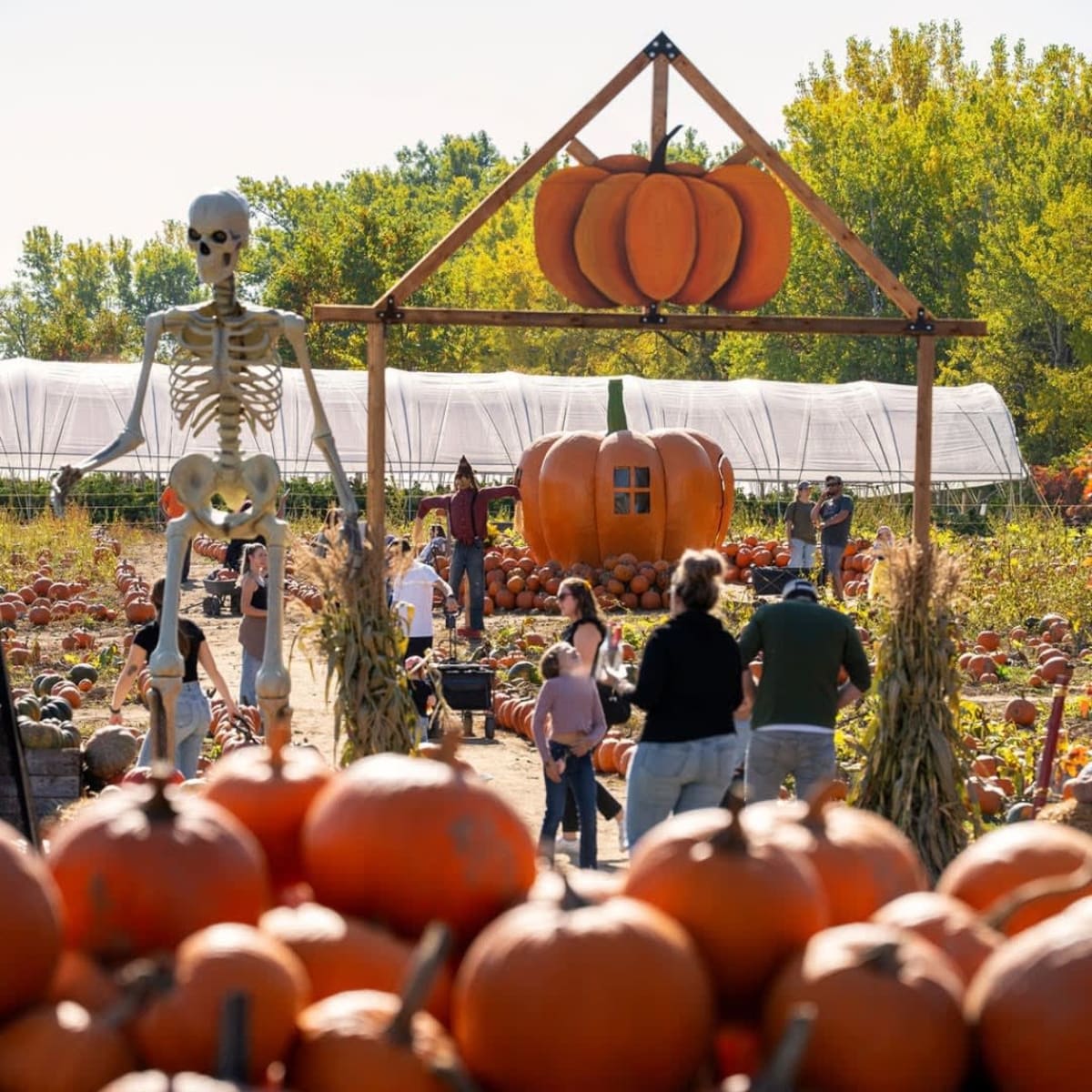 Famille dans le champ de citrouilles et décoration d'Halloween.