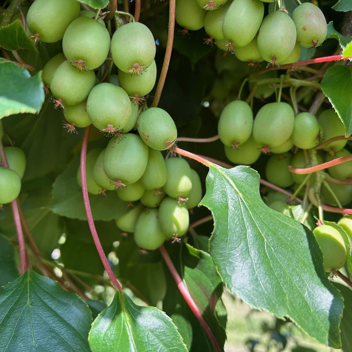 Kiwis plantation in Quebec at the Ferme du Mihouli.