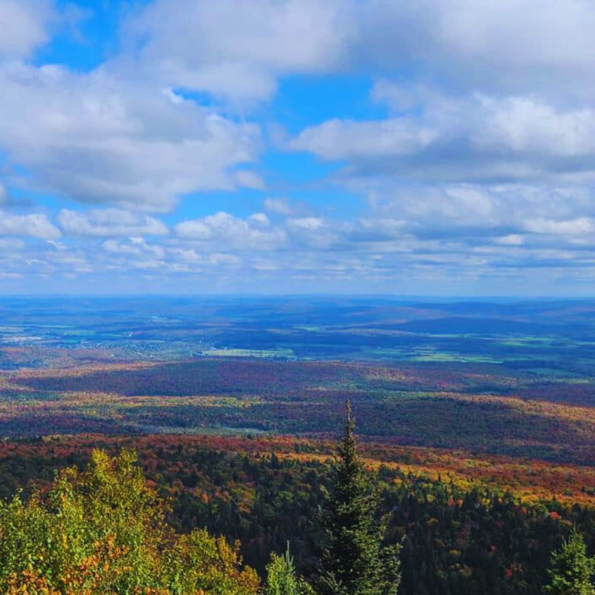 The forest of Parc régional Montagne du Diable in autumn.