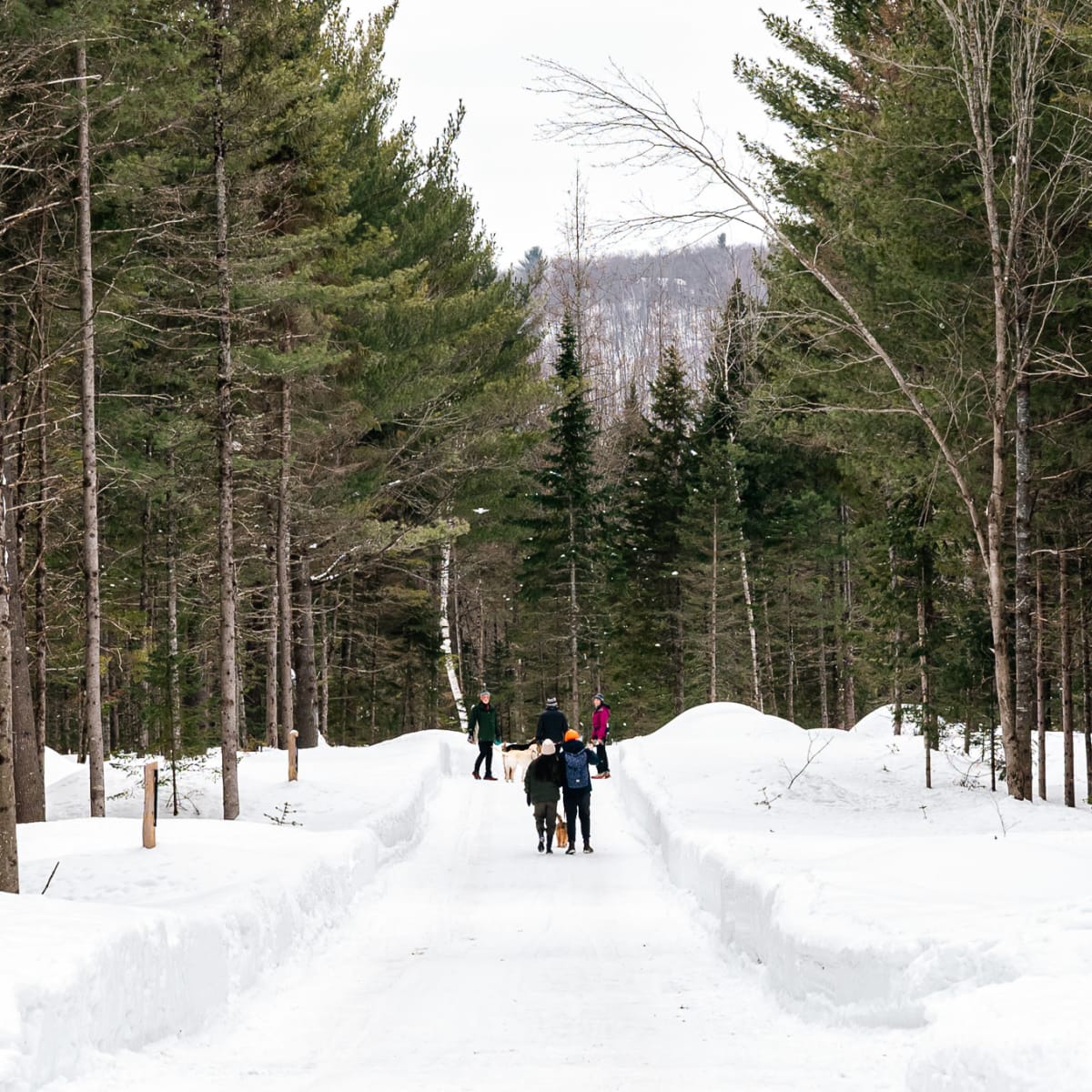 Forêt Ô Cascades