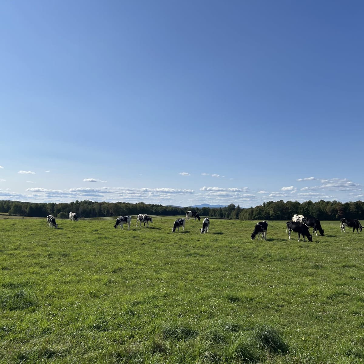 Cows in a field.