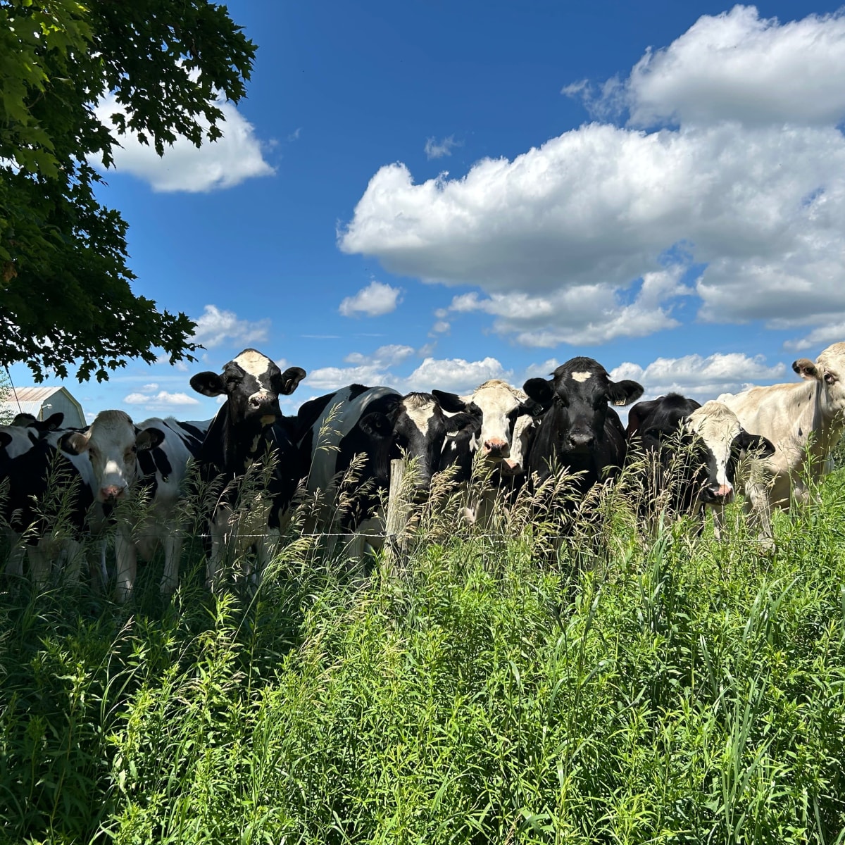 Cows in a field.