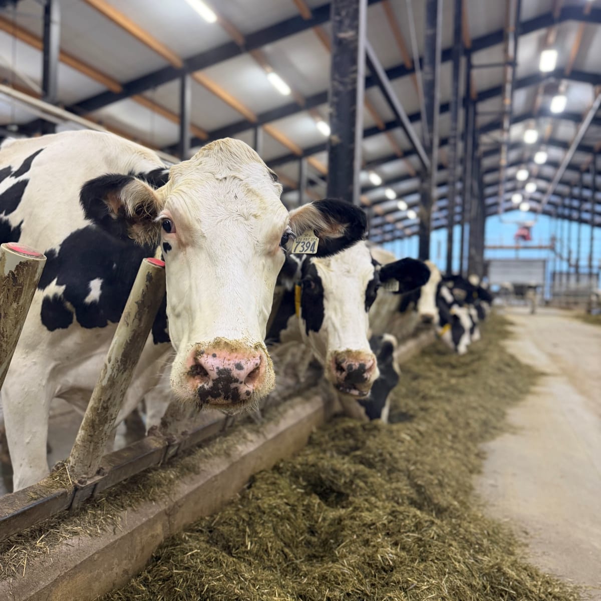 Cows in the barn.