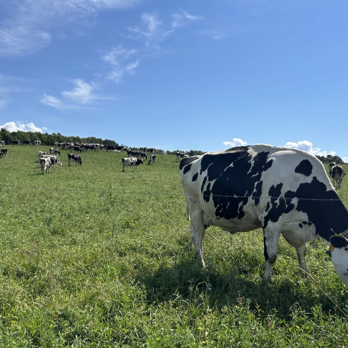 Cows in a field.