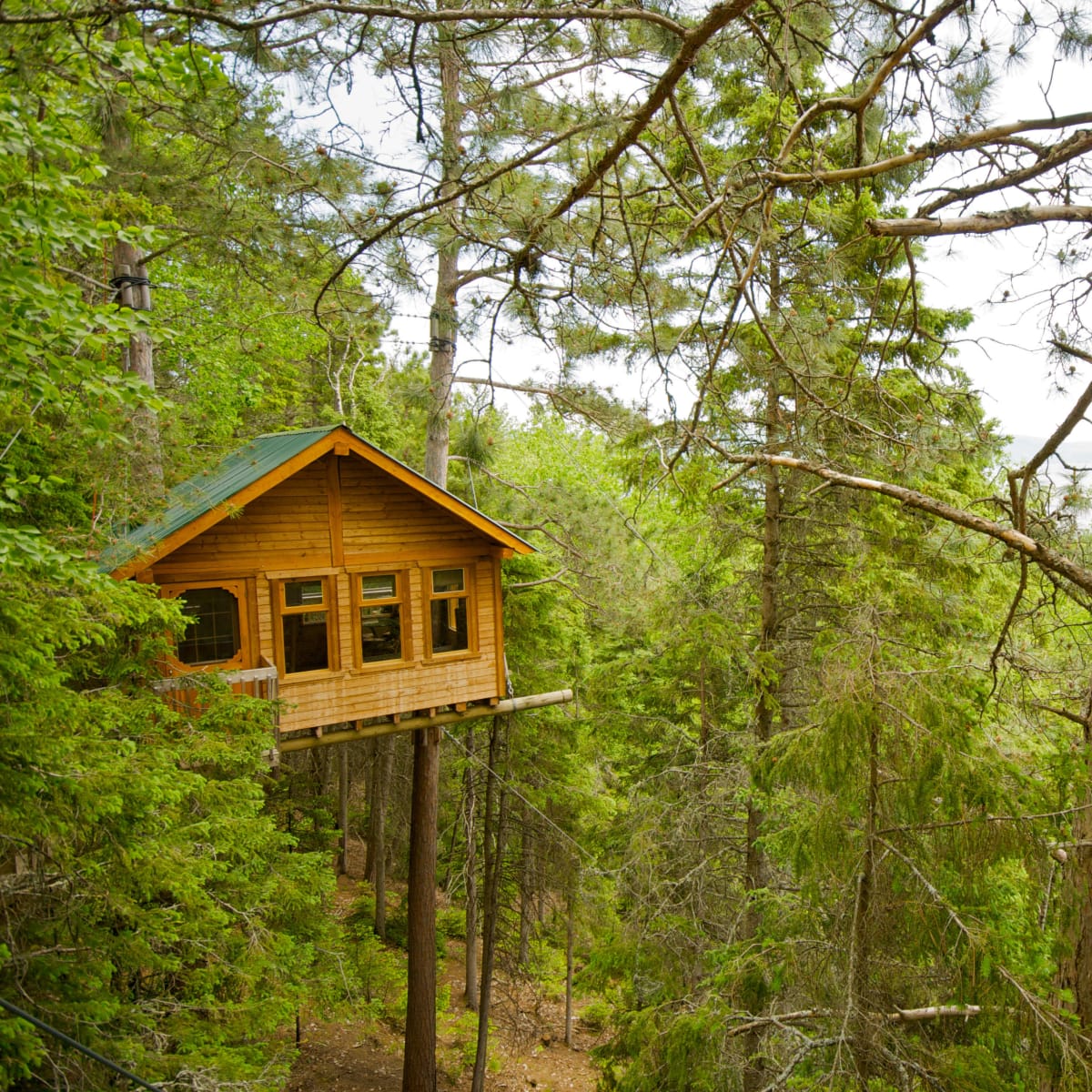 Cabane dans un arbre.