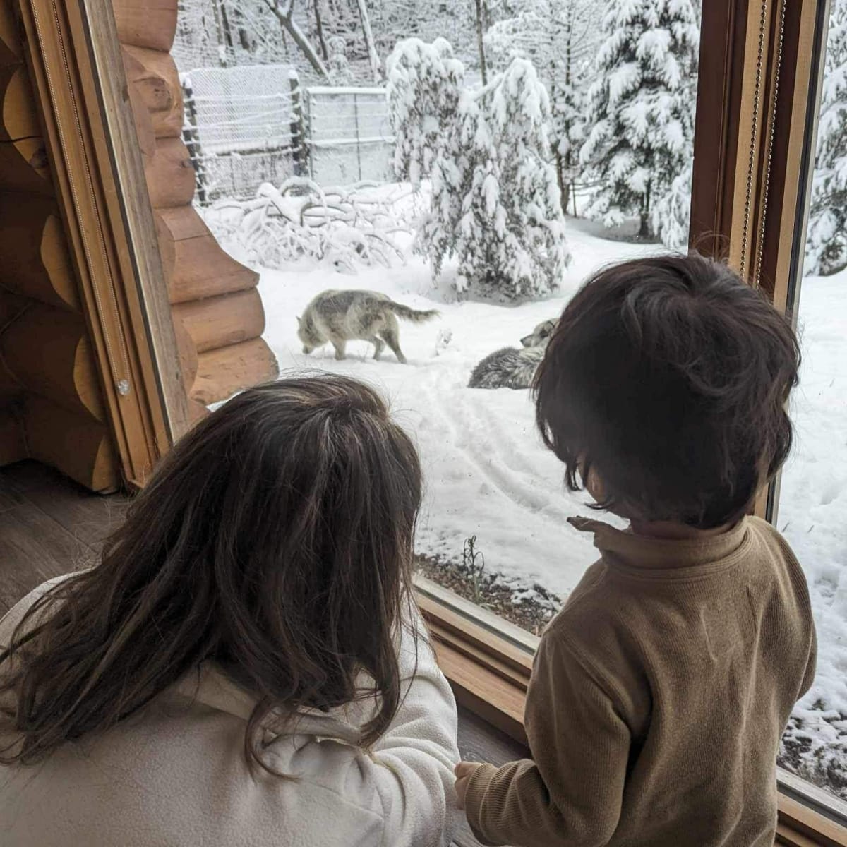 Sleeping with the wolves as a family, unusual family accommodation in Quebec.