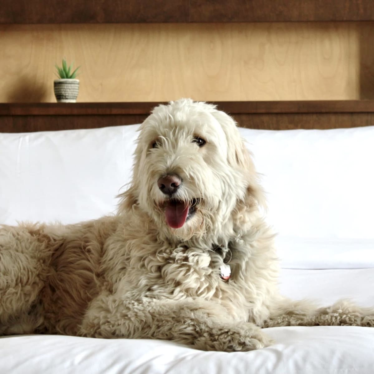 Chien à l'Hôtel 71.