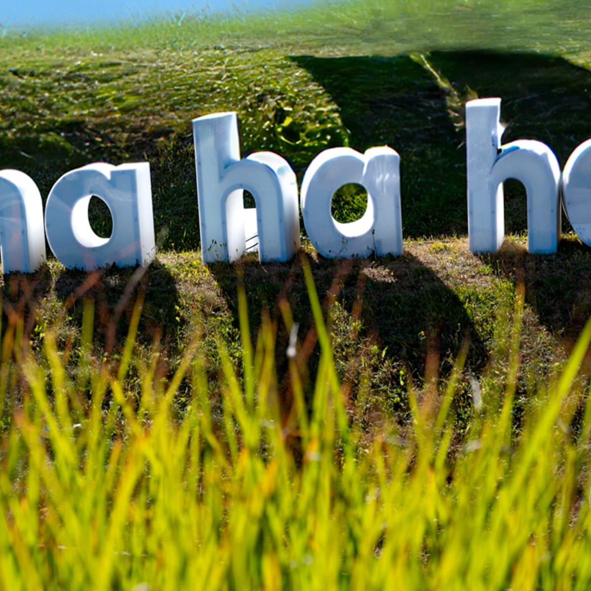 “Ha ha ha” poster on the grass.