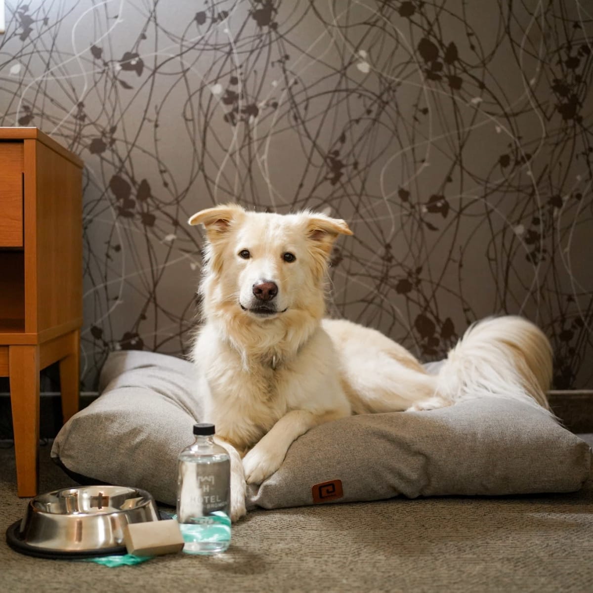Dog at the Hôtel Château-Bromont.
