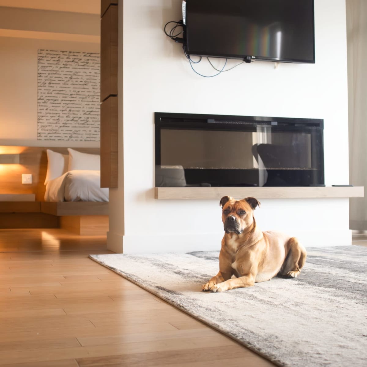 Dog in a room at Hôtel du Domaine.