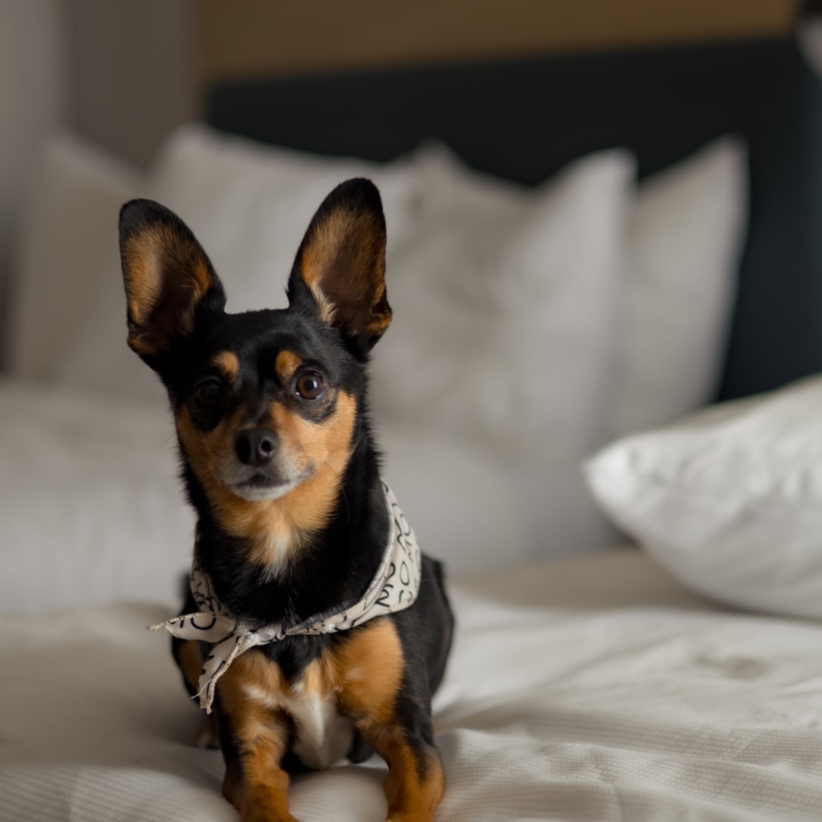 Chien dans une chambre de l'Hôtel MOCO Valleyfield.