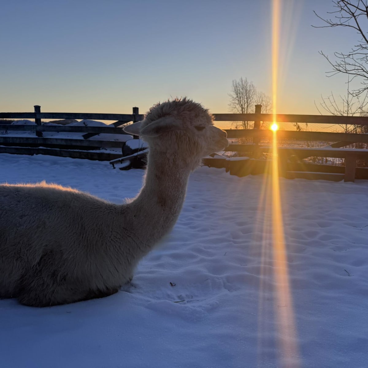 Alpaca lying in the snow at sunset.