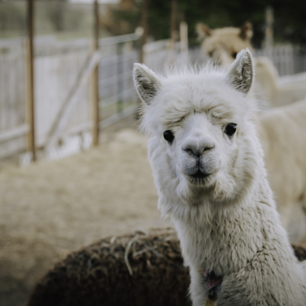 White alpaca at La Ferme Chalpagas.