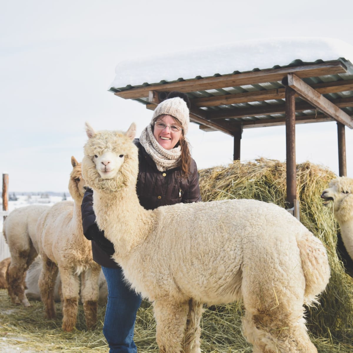 A woman with an alpaca in winter at La Ferme Chalpagas.