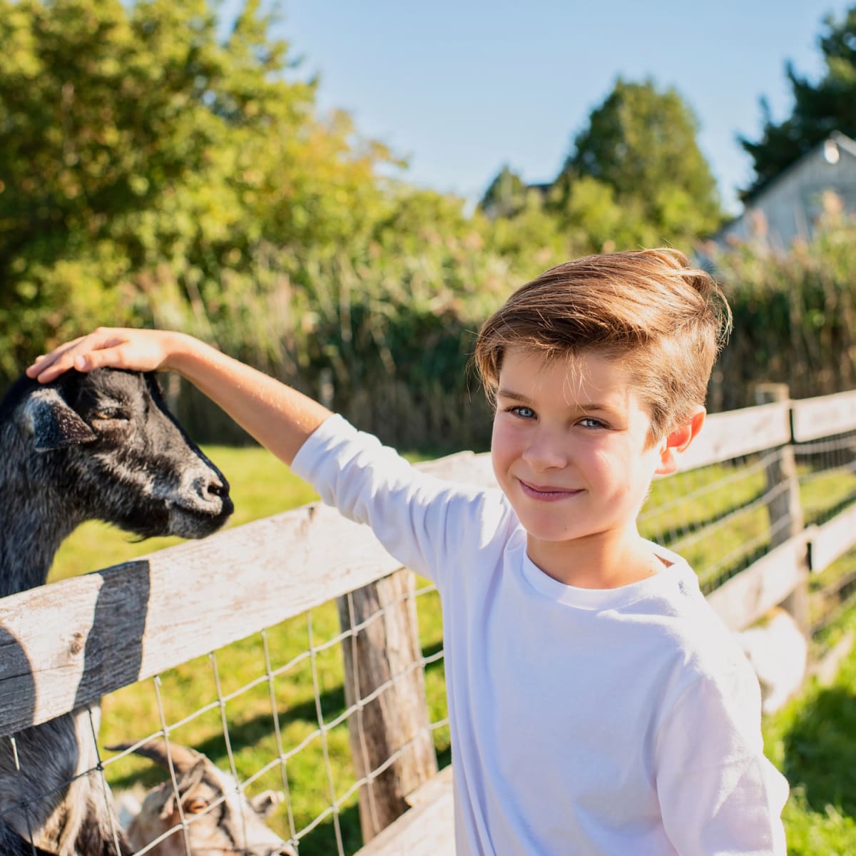 A child stroking a goat's head. 