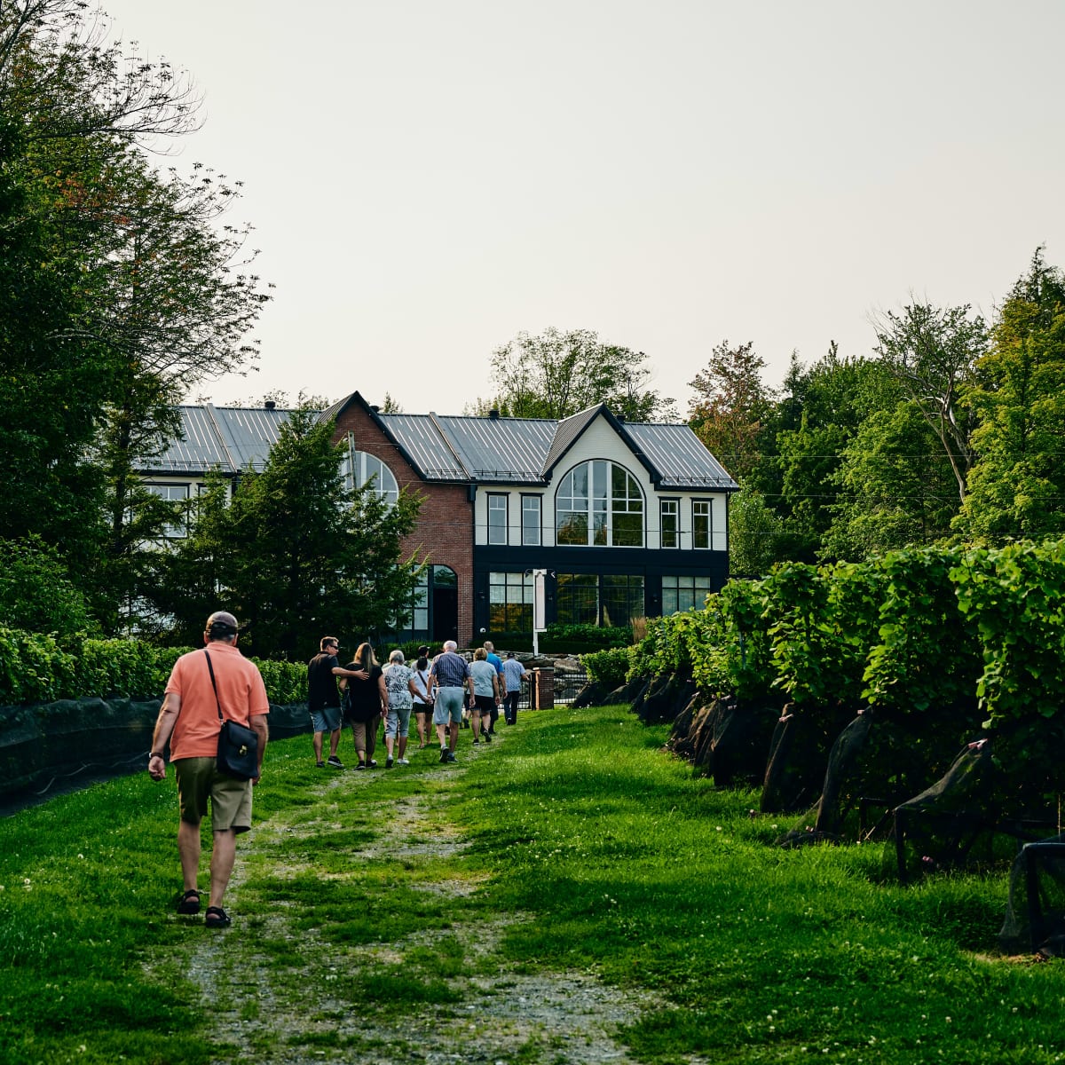 A group of people walking among the vineyards, with a building in the background.