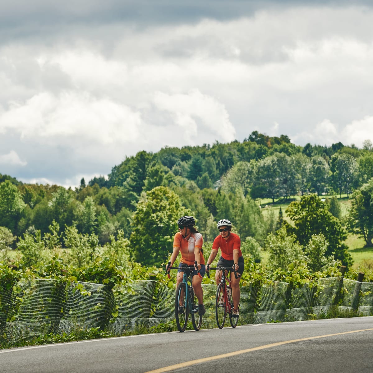 Two people riding bicycles on a paved road lined with vineyards.