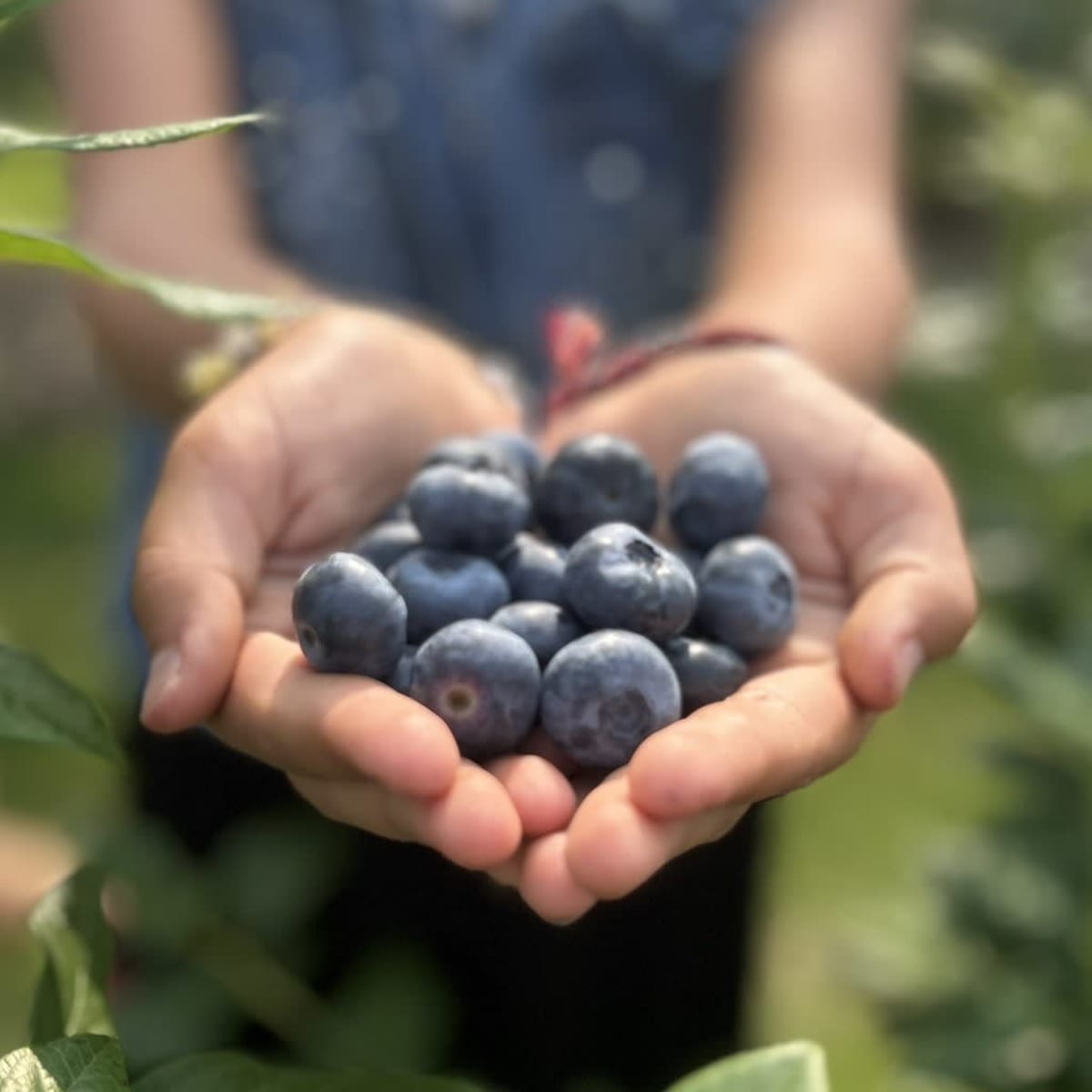 L'Arc-en-ciel du Paradis.