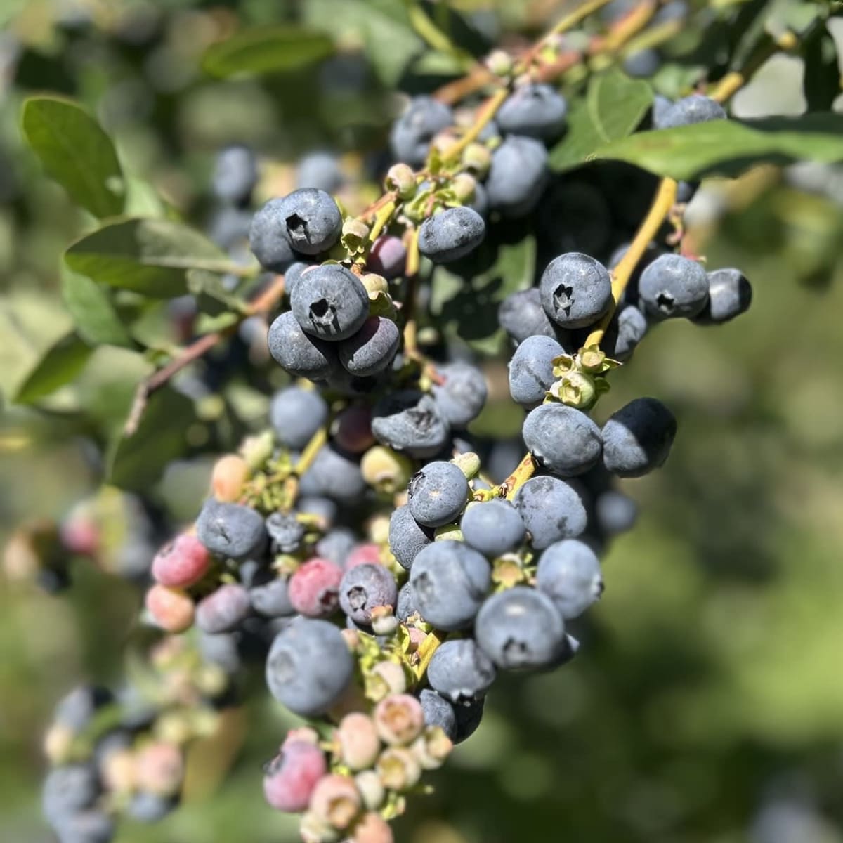 L'Arc-en-ciel du Paradis.