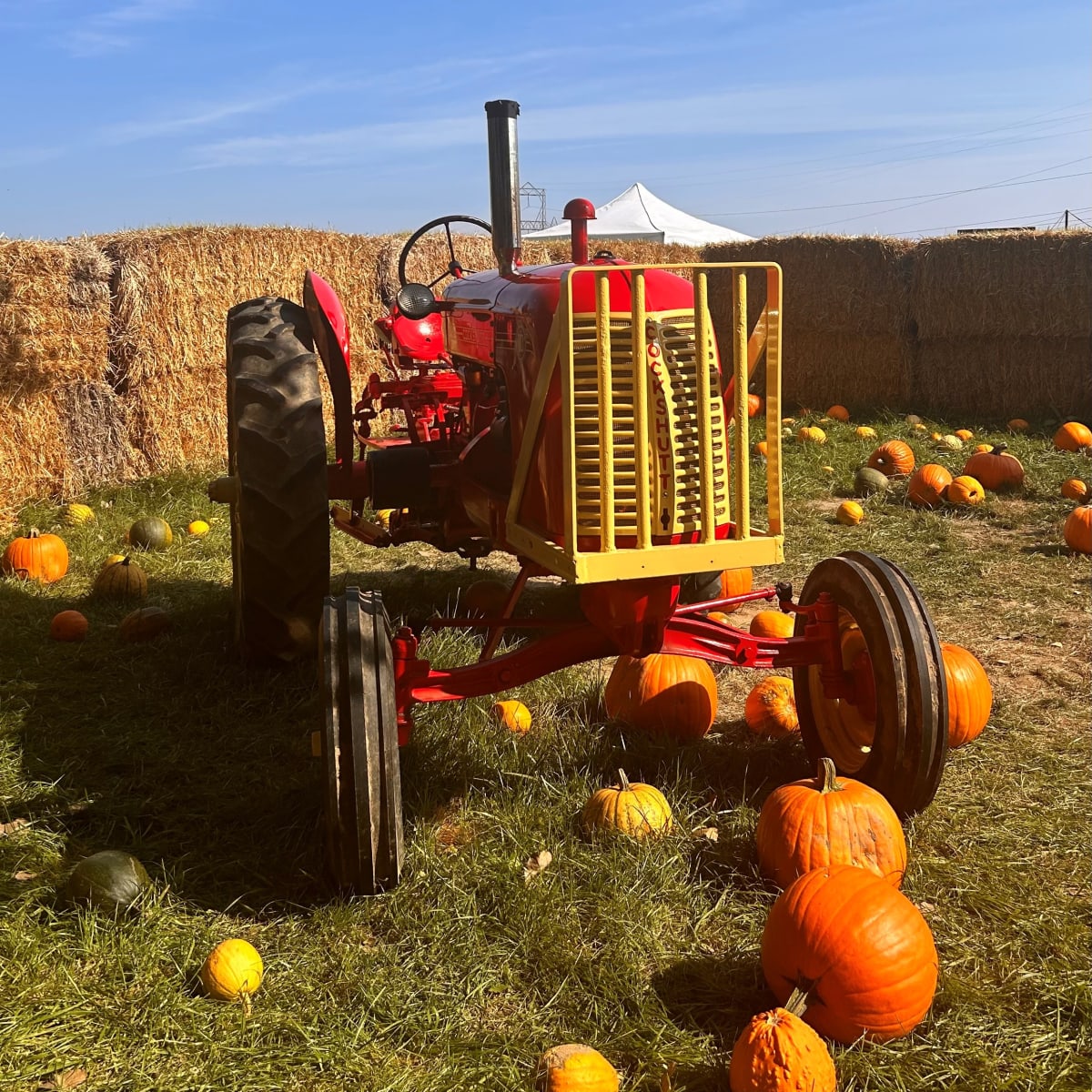 Tracteur et citrouilles.