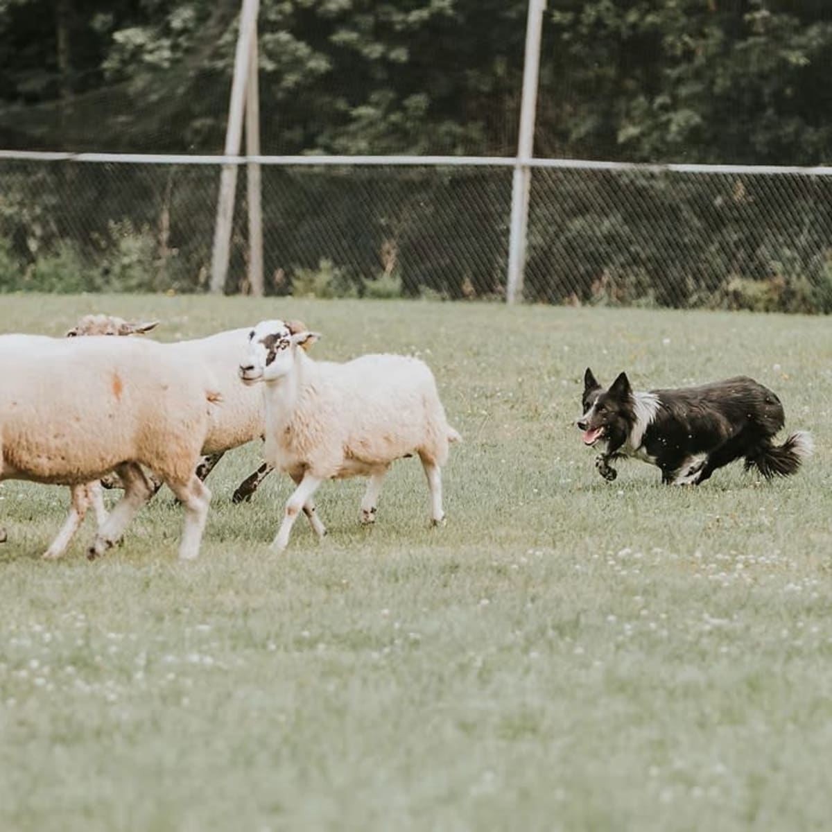 The Grand Festival Canin de Dégelis