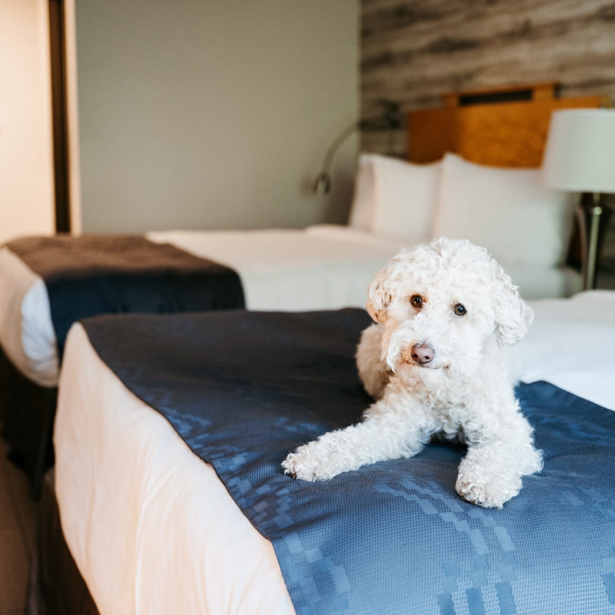 Dog at Manoir Belle Plage.