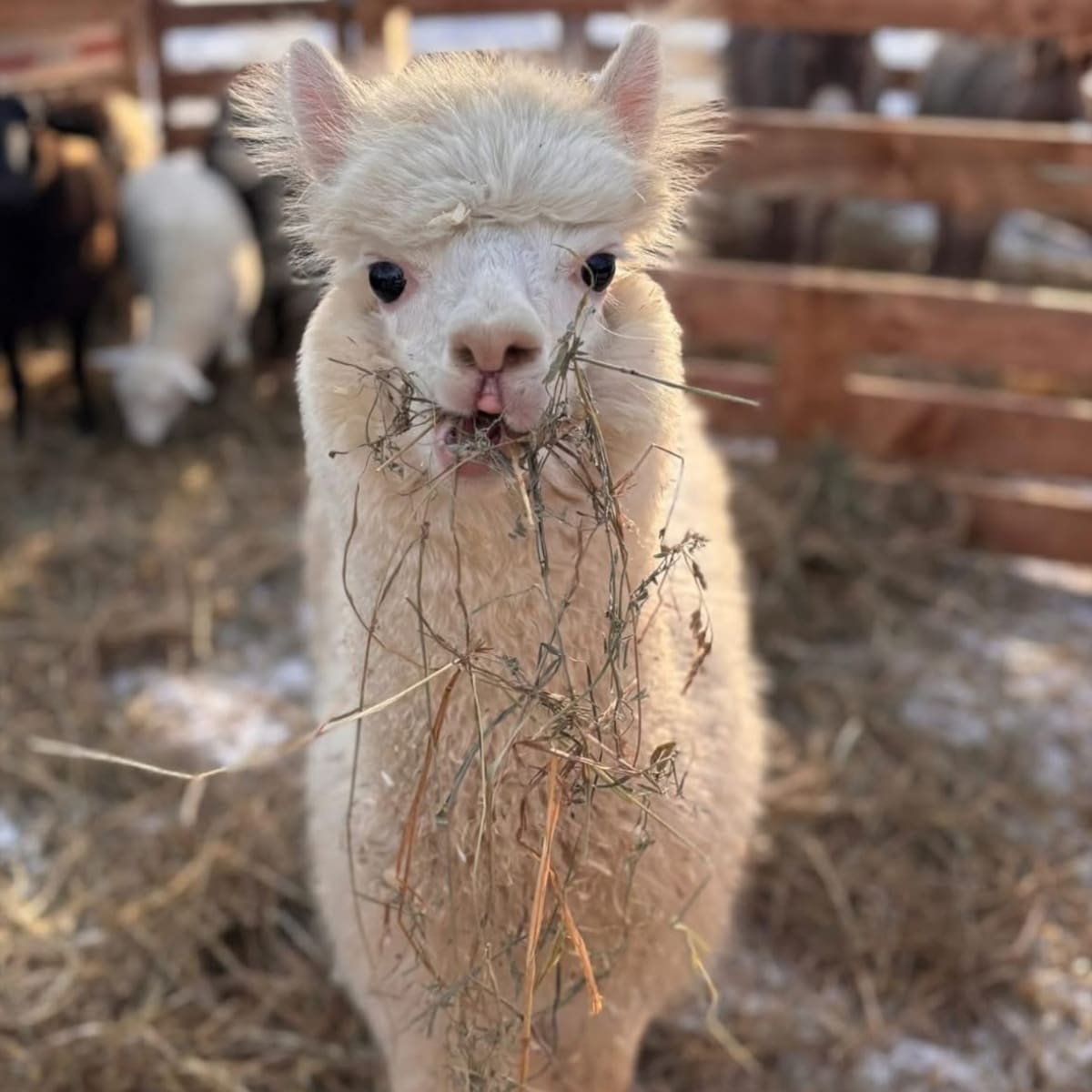 An alpaca eating hay in its pen.