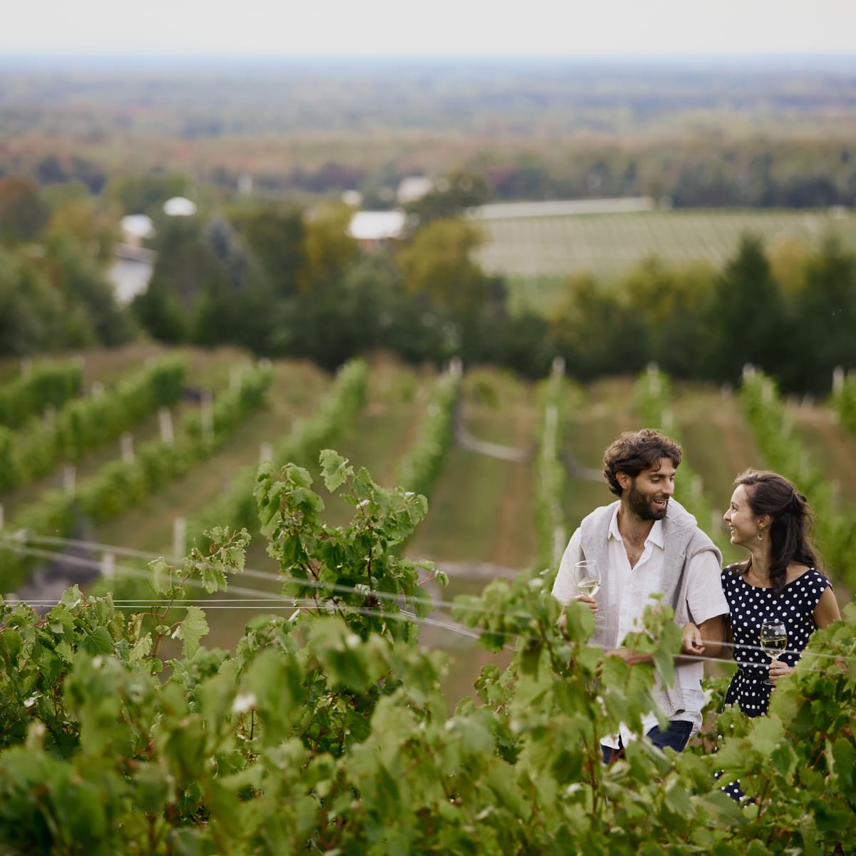  La Route des vins Brome-Missisquoi - Promenade dans un vignoble